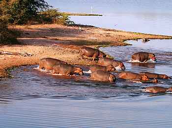 Changa Safari Camp: Nilpferde im Wasser Changa Safari Camp: Nilpferde im Wasser