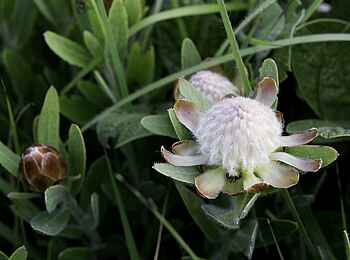 Chelinda Lodge: Proteen