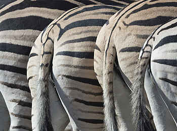 Encounter by Ongava: Streifenmuster der Zebras