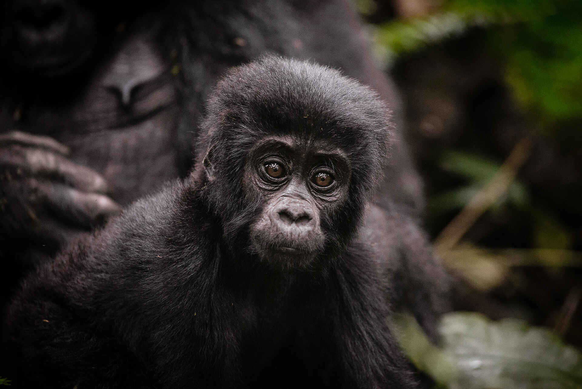 Gorilla Forest Lodge: Ein Gorilla Baby