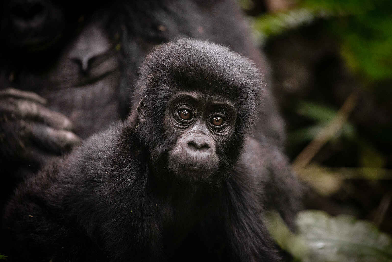 Gorilla Forest Lodge: Ein Gorilla Baby Gorilla Forest Lodge: Ein Gorilla Baby