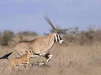 Governors' Mugie: Oryxe Governors' Mugie: Oryxe