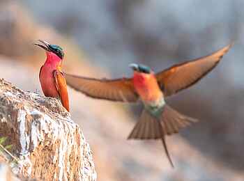 Kaingo Camp: Carmine Bee-Eater im Anflug