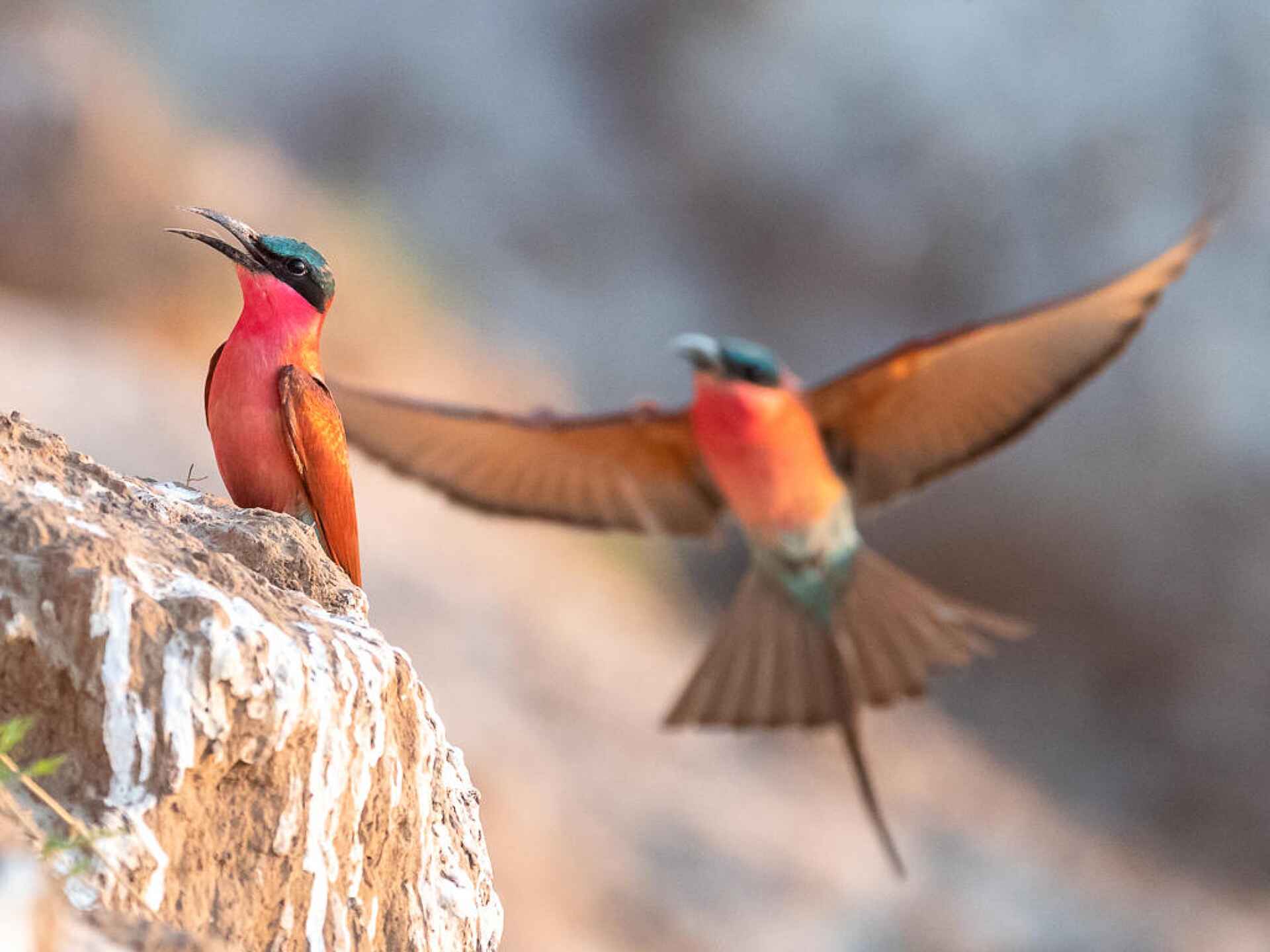 Kaingo Camp: Carmine Bee-Eater im Anflug