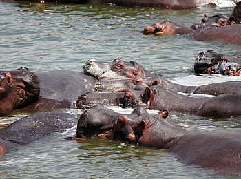 Kasenyi Safari Camp: Nilpferdgruppe im Kazinga Channel