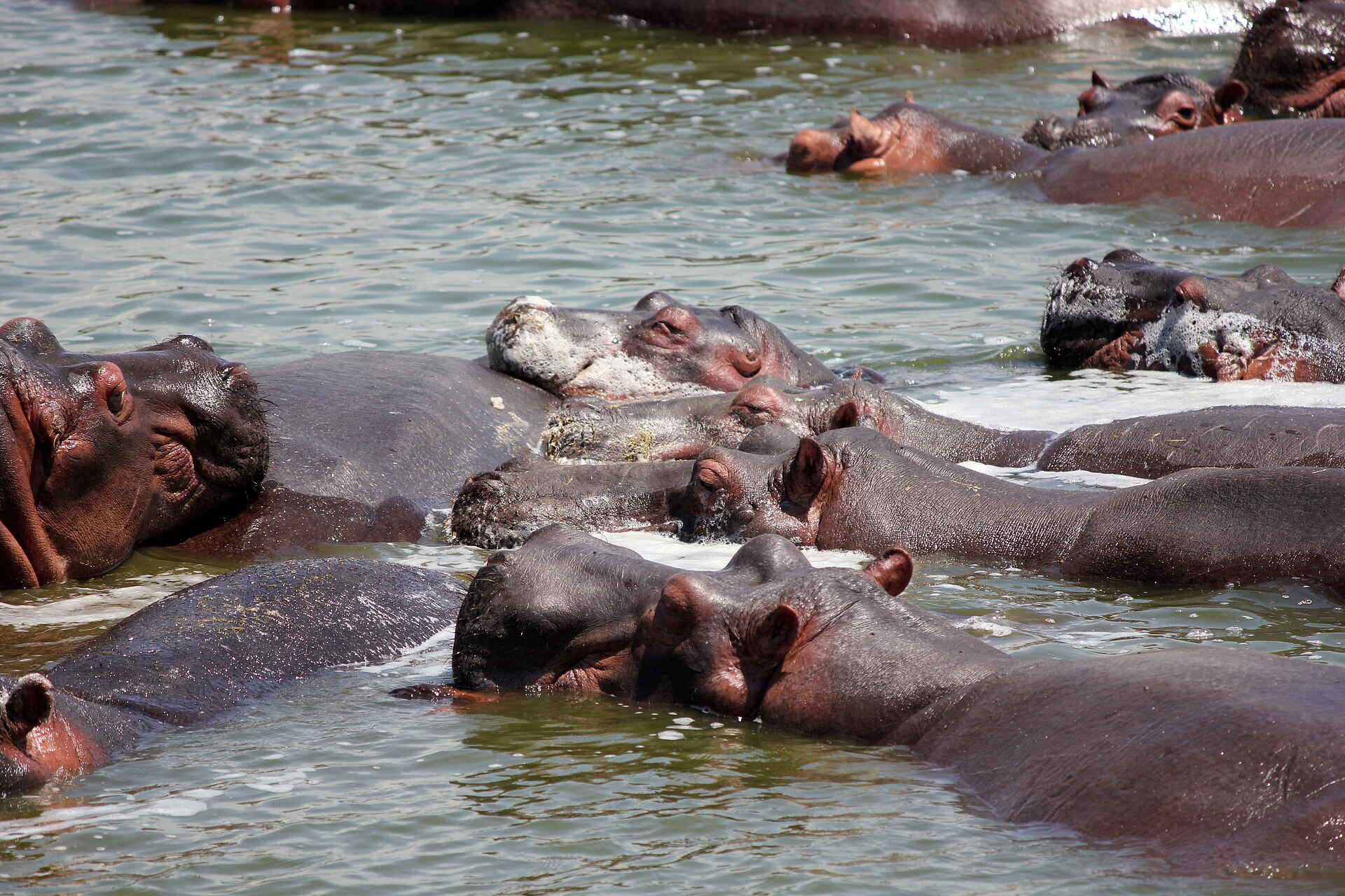 Kasenyi Safari Camp: Nilpferdgruppe im Kazinga Channel