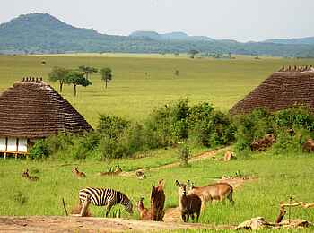 Kidepo National Park: Antilopen auf dem Gelände der Apoka Safari Lodge