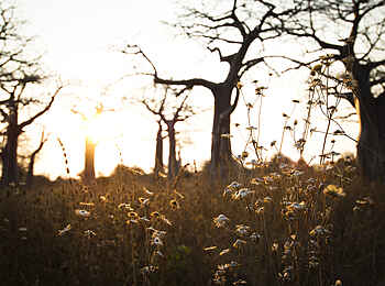 Kigelia Camp: Impression Kigelia Camp: Impression