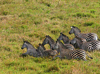 Kubatana Camp: Zebras