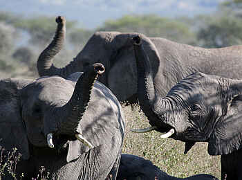 Lemala Ewanjan: Elefanten