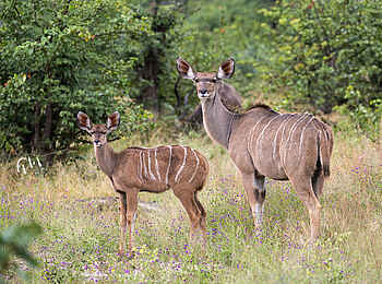 Linyanti Tented Camp: Nyala Antilopen