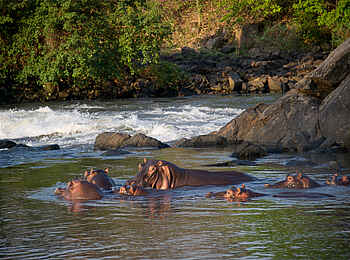 Mkulumadzi Lodge: Nilpferd im Shire River
