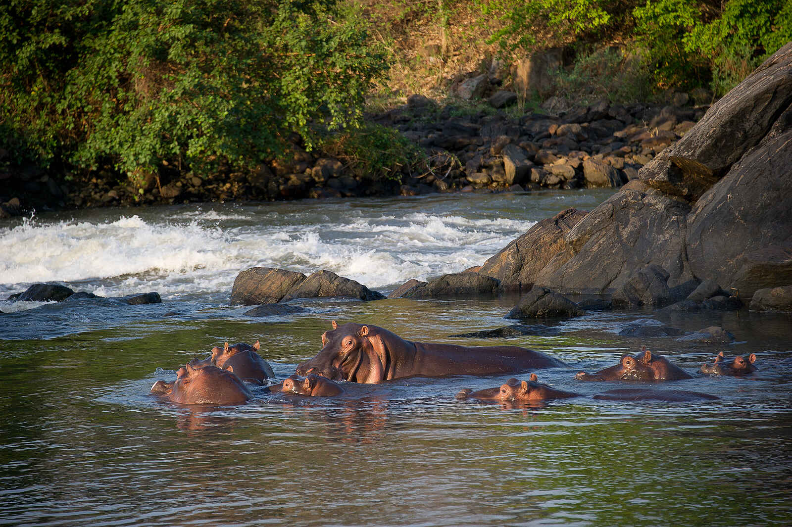 Mkulumadzi Lodge: Nilpferd im Shire River Mkulumadzi Lodge: Nilpferd im Shire River