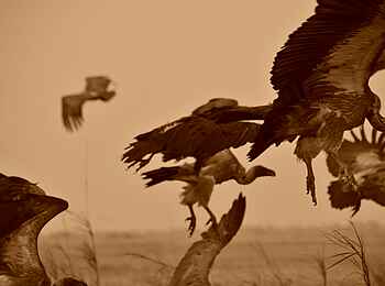 Mukambi Fig Tree Bush Camp: Eine Gruppe von Geiern