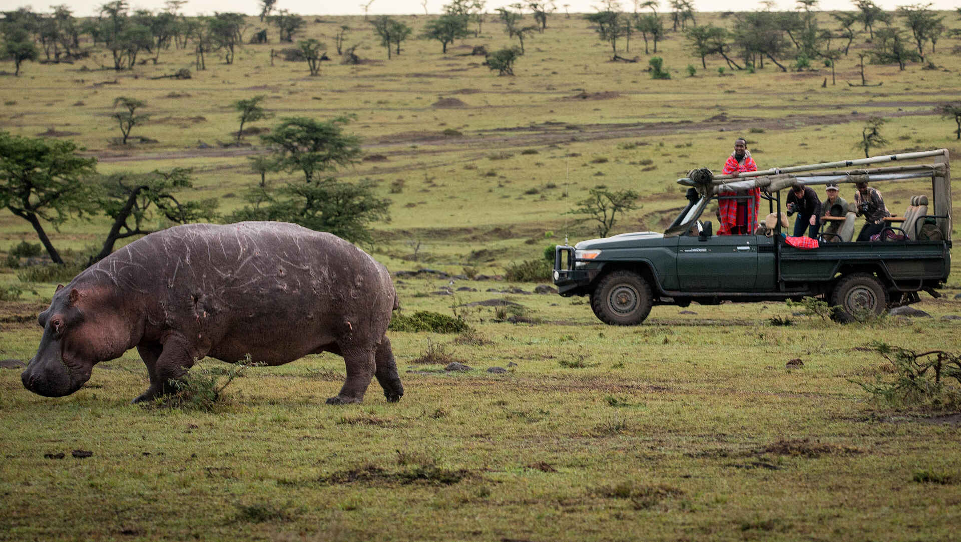 Ngare Serian Camp: Nilpferd