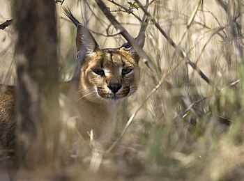 Okonjima Plains Camp: Okonjima-Karakal Okonjima Plains Camp: Okonjima-Karakal