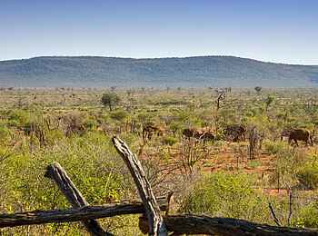 The Royal Madikwe: Lelapa Suite Ausblick