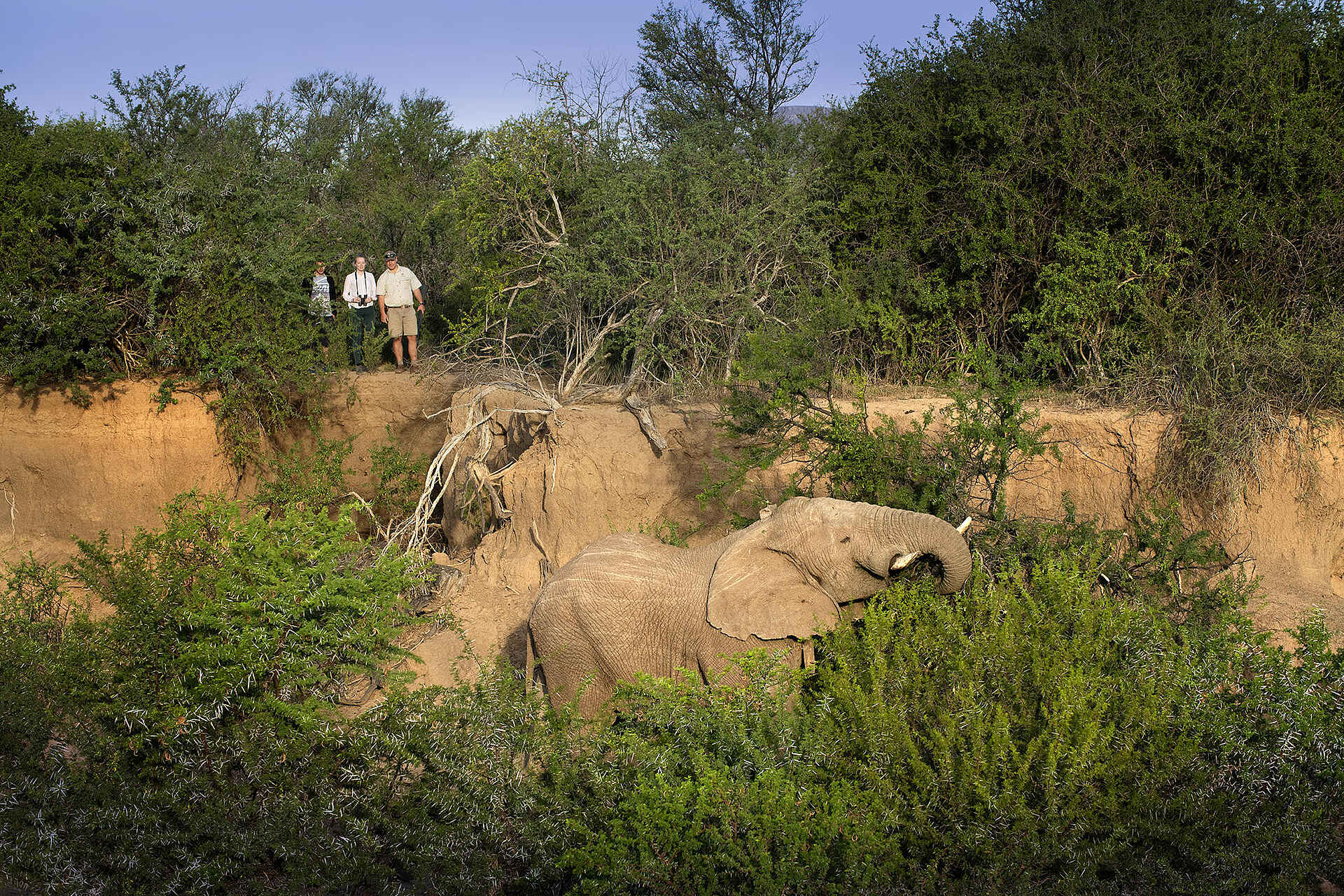 Samara Karoo Lodge: Elefant