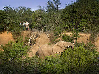 Samara Karoo Lodge: Elefant