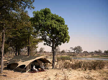 Selinda Explorers Camp: Gästezelt zwischen Bäumen Selinda Explorers Camp: Gästezelt zwischen Bäumen