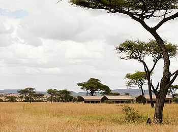 Serengeti Kati Kati Tented Camp: Gästezelte vor Bäumen Serengeti Kati Kati Tented Camp: Gästezelte vor Bäumen