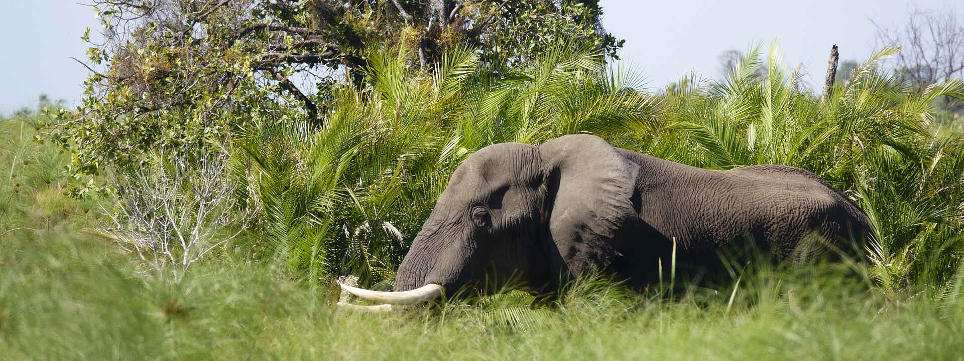 Ein Elefant im afrikanischen Busch