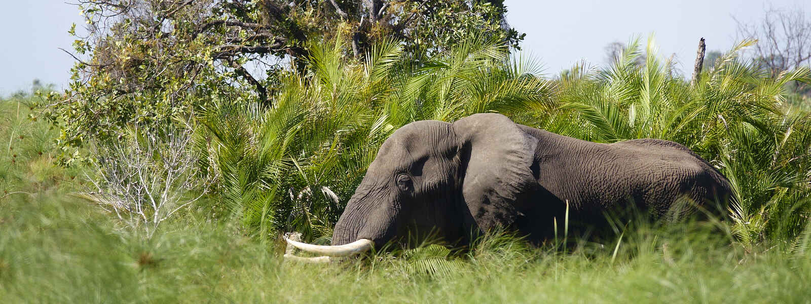 Setari Camp: Elefant Setari Camp: Elefant