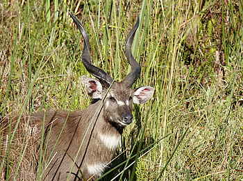 Setari Treehouse: Sitatunga Antilope Setari Treehouse: Sitatunga Antilope
