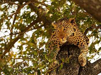 Shinde Footsteps: Leopard im Baum Shinde Footsteps: Leopard im Baum