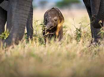 Singita Faru Faru: Elefantenbaby