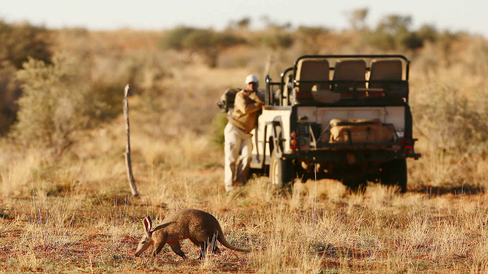 Tswalu Loapi Tented Camp: Ein seltenes Erdferkel Tswalu Loapi Tented Camp: Ein seltenes Erdferkel