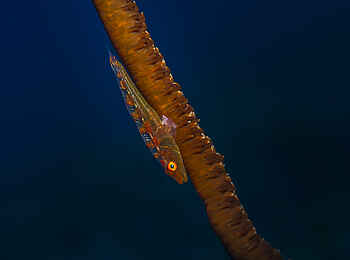 White Pearl Resorts: Verborgene Schönheiten