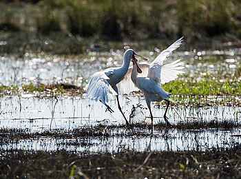 Camp Kuzuma: Kämpfende Löffler Camp Kuzuma: Kämpfende Löffler
