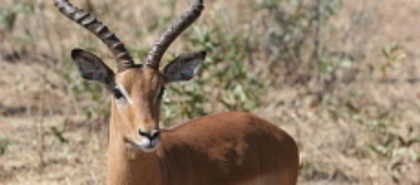 Ghanzi