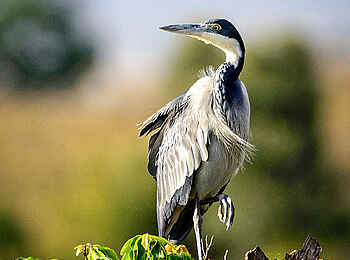 Entim Masai Mara: Graureiher