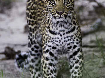 Kwetsani Camp: Leopard Kwetsani Camp: Leopard