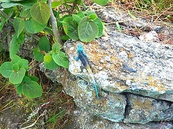 Kyaninga Lodge: Blaukopfagame Kyaninga Lodge: Blaukopfagame