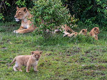 Losokwan Camp: Löwen