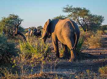 Mashatu Game Reserve: Elefantenbegegnung