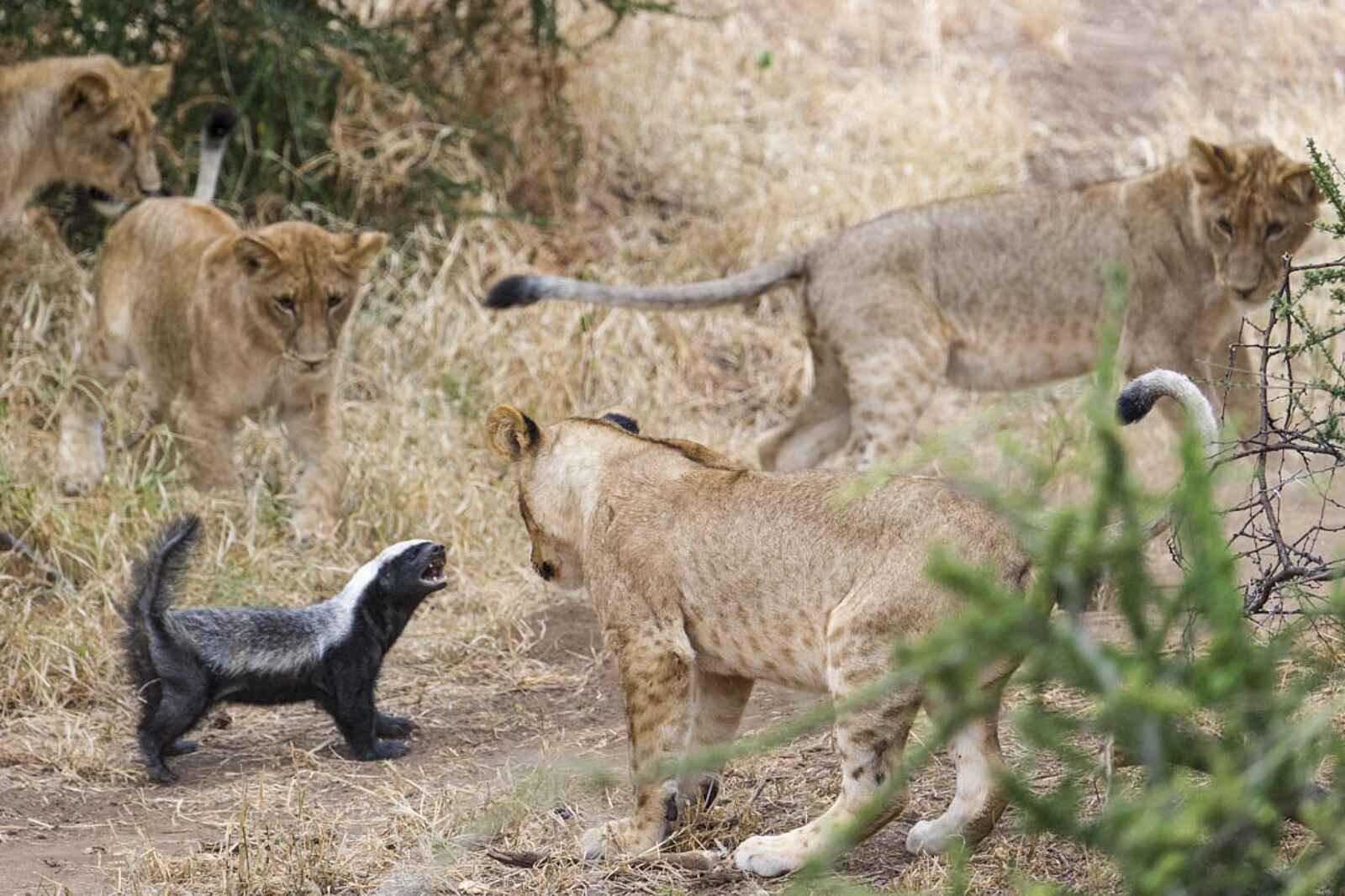 Mashatu Game Reserve: Honigdachs setzt auf Angriff Mashatu Game Reserve: Honigdachs setzt auf Angriff