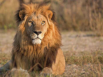 Matetsi Victoria Falls: Ein Löwe im Busch Matetsi Victoria Falls: Ein Löwe im Busch