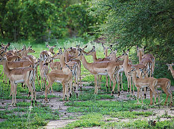 Matetsi Victoria Falls: Impalaherde Matetsi Victoria Falls: Impalaherde