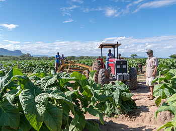 Musangano Lodge: Tabakernte
