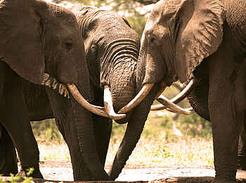 Richards River Camp: Elefanten Richards River Camp: Elefanten