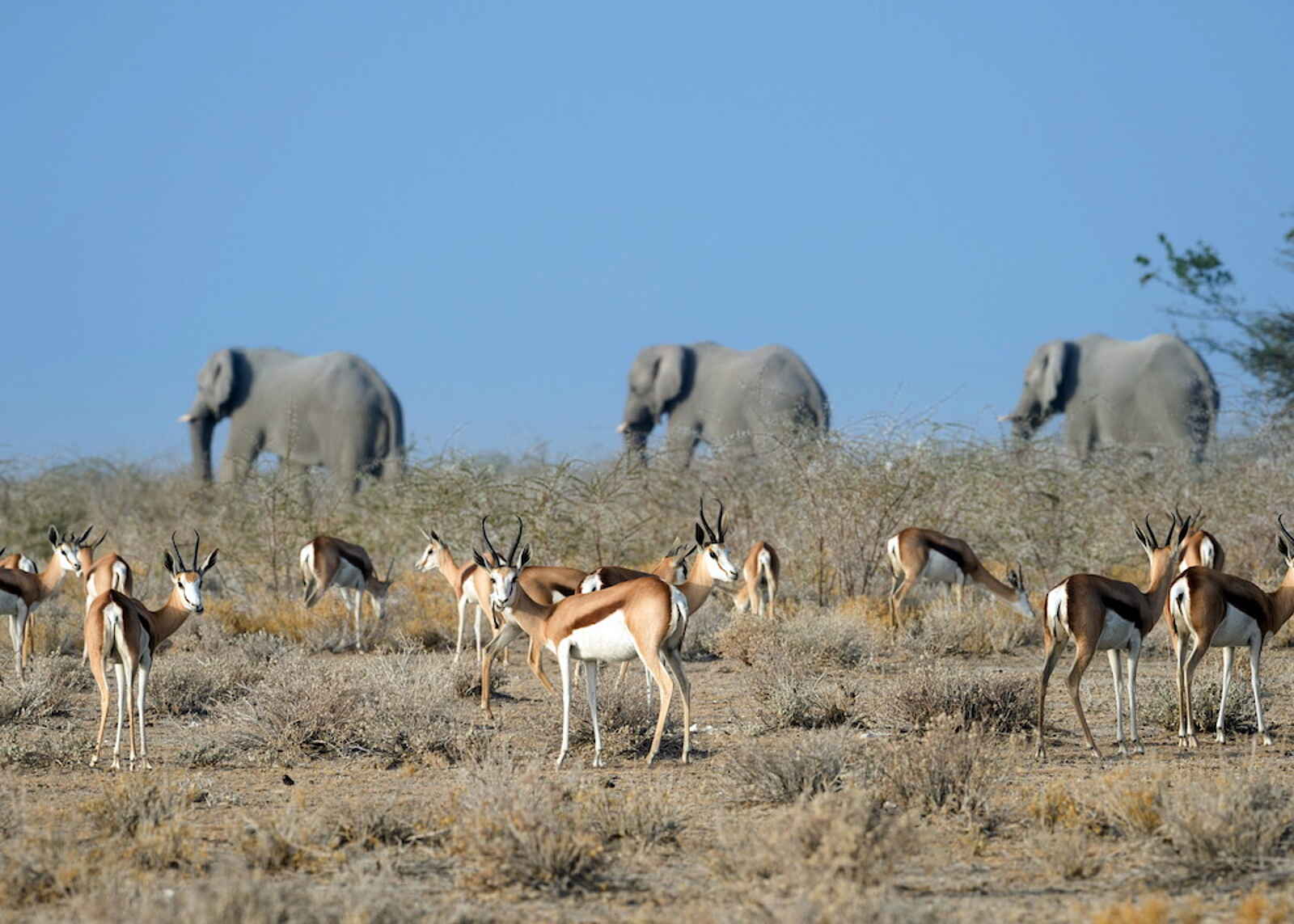 Safarihoek Lodge: Elefanten und Springböcke Safarihoek Lodge: Elefanten und Springböcke