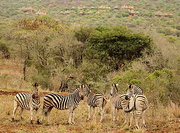 Thanda Safari Lodge: Zebras in der Nähe des Camps Thanda Safari Lodge: Zebras in der Nähe des Camps