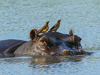 Bomani Tented Lodge: Flusspferd