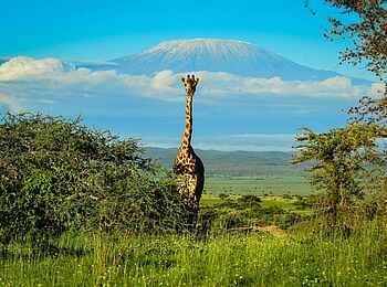 Campi ya Kanzi Lodge: Giraffe Campi ya Kanzi Lodge: Giraffe