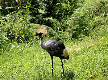 Chameleon Hills Lodge: Kronenkranich