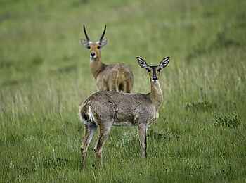 Chelinda Lodge: Großriedbock